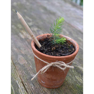 Sprout-Bleistift mit Baumsamen - Bild 5